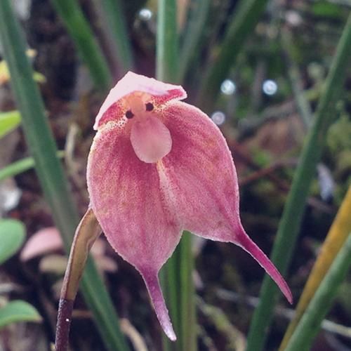  دیگه تنها شدی ای دل دیگه رفتی تو از یادش