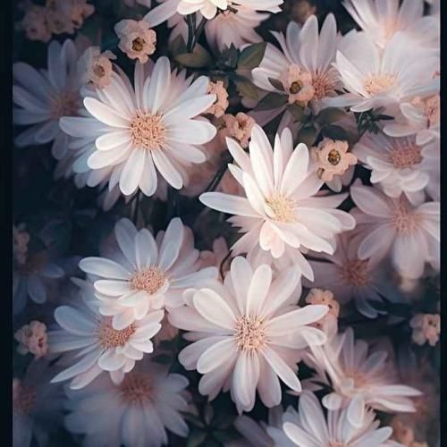 کو جوانی کجاست مرز رهایی