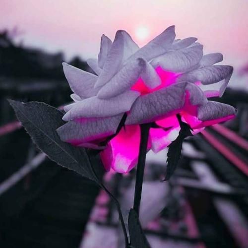  بعد هرگز یه سفر رهتوم دم خونه ی دلبر