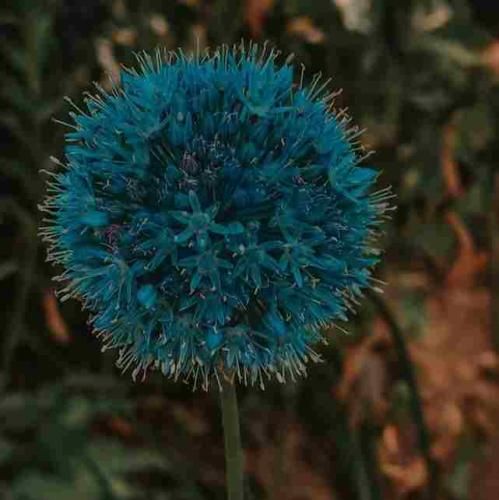  تو کی های تو کی دل منو بردی تو کی های