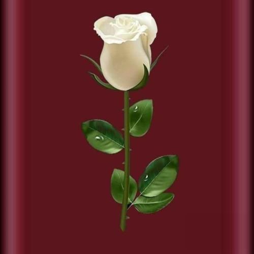 لری پرونده دست قاضی میگن که شاکی نازیه