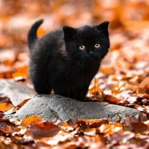  اینا حرفای من نی که قلبم میگه یکی از این شبا نبضم میره