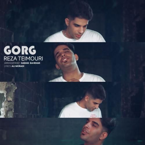 رضا تیموری گرگ