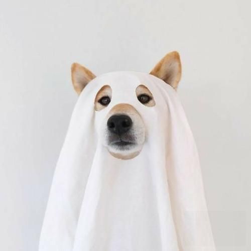 شمارمو داری پس زنگ بزن اگه بود کاری