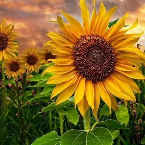 چشات خط فیلیپینی شاید امشب عروس شی همگی باهم