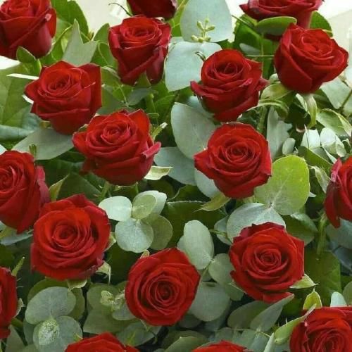  آهویی دارم خوشگله فرار کرده ز دستم فقط یکم لاشیه