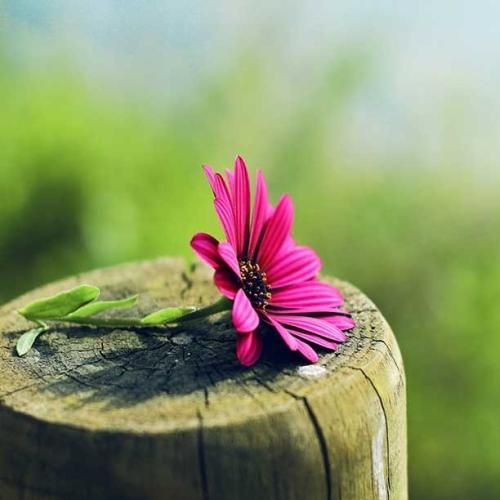 دادیم بازی همو نمیذاشتی تایمو