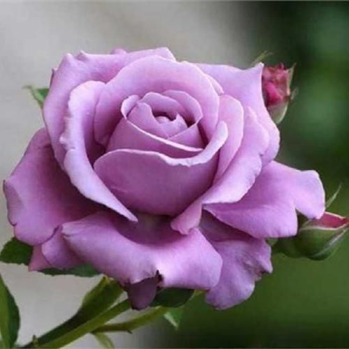 یادت رفت منو یادم رفت تو رو دادم رد برو حالم بد شد