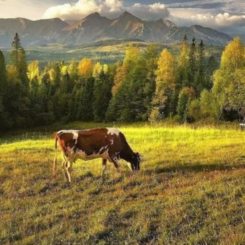 دانلود آهنگ میباره بارون تو نیستی بغلم نمیتونم جاده رو برم آروم